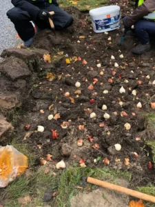 Das Bild zeigt eine hohe Anzahl an unterschiedlichsten Blumenzwiebeln, die auf der Erde liegen.