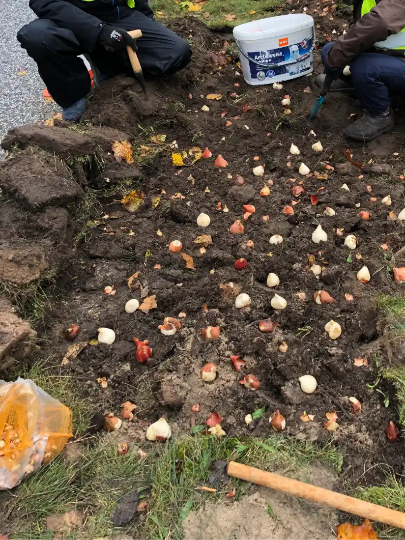 Das Bild zeigt eine hohe Anzahl an unterschiedlichsten Blumenzwiebeln, die auf der Erde liegen.